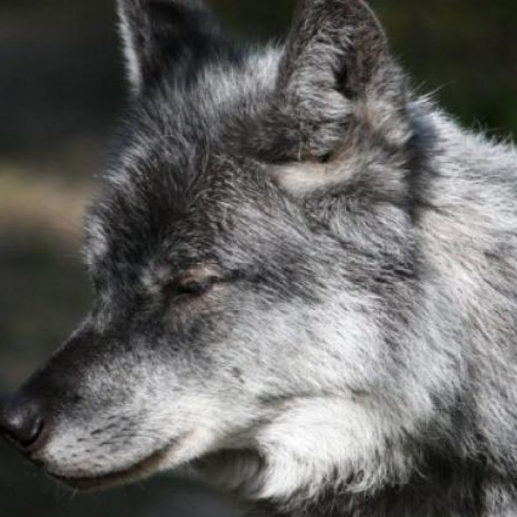 Wolvenwelpjes voor het eerst goed vastgelegd op beeld op de Veluwe